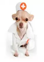 Animaux médecins