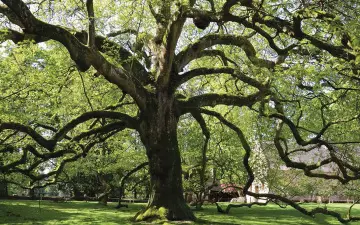 Des pics et des arbres