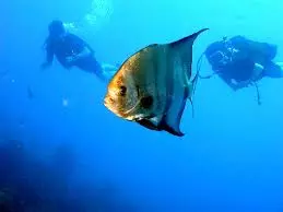 Un jardin d'Eden sous les mers